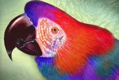 Macaw