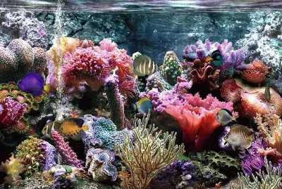 acuario