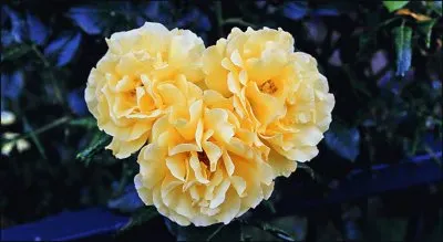 פאזל של rosas amarillas