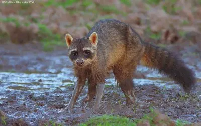 פאזל של aguarÃ¡ popÃ©