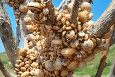 פאזל של caracoles