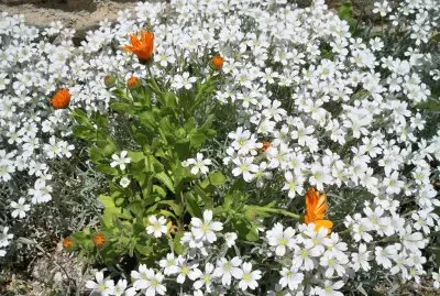 פאזל של primavera