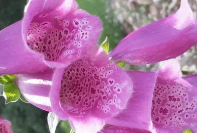 פאזל של Campanitas