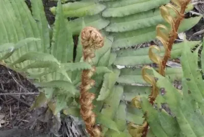 פאזל של Helecho