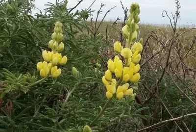 פאזל של Playeras