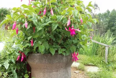 Fucsia