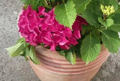 Crisantemos