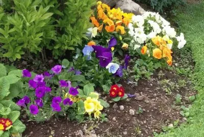Jardin