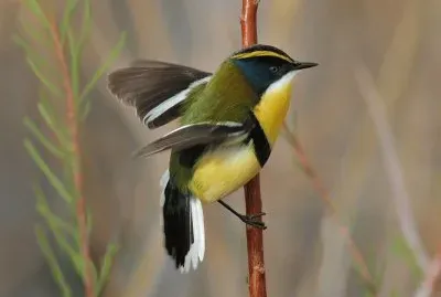 פאזל של tachurÃ­ sietecolores