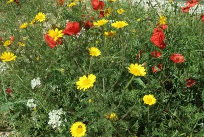 Fleurs des champs