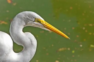 A Garça jigsaw puzzle