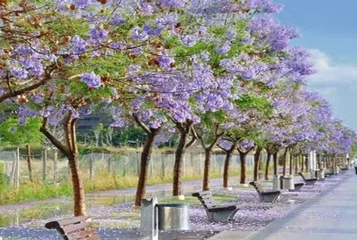 Paseo en  arboleda de Jacarandas