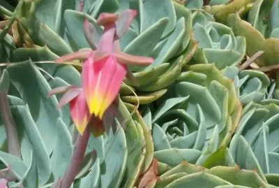 Otra... jigsaw puzzle