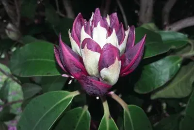 Capullo jigsaw puzzle