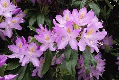 פאזל של Bellas