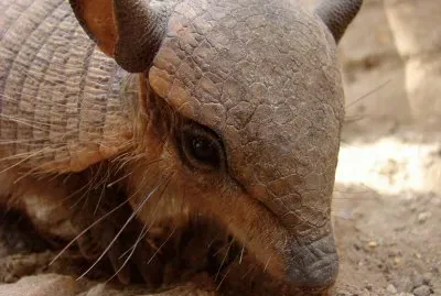 פאזל של chaetophractus vellerosus