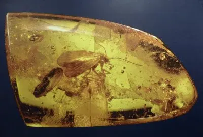 Ã¡mbar jigsaw puzzle