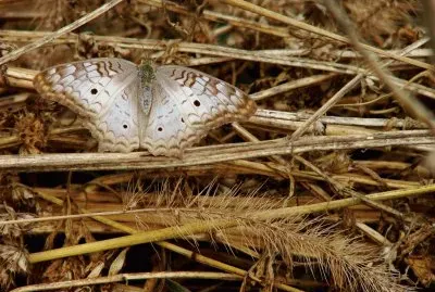 mariposa otoÃ±al