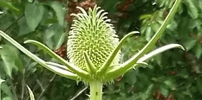 Capullo jigsaw puzzle