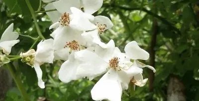 פאזל של Jazmin