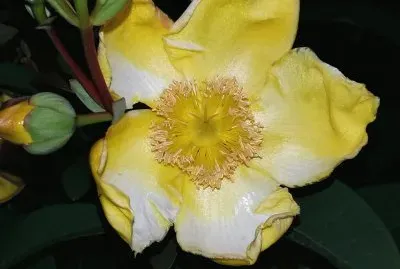 פאזל של Del camino