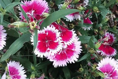 Clavelinas jigsaw puzzle