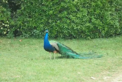 פאזל של paon dans un parc de Provence