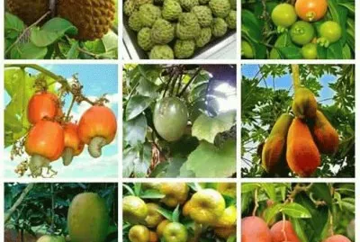 frutas jigsaw puzzle