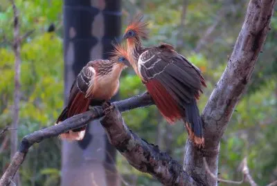 Casal de Cigana jigsaw puzzle