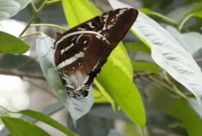 Borboleta jigsaw puzzle