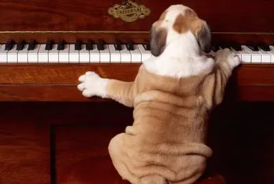 pianista jigsaw puzzle