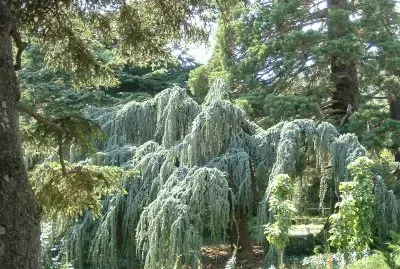 Orto Botanico Crimea