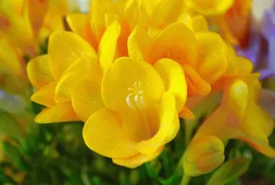 פאזל של imagens