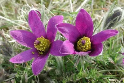 פאזל של imagens