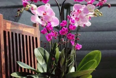 orquideas 7 jigsaw puzzle