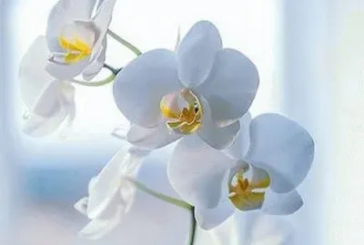 orquideas 4