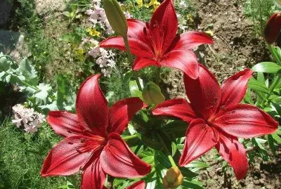 פאזל של imagens