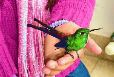 colibrÃ­ jigsaw puzzle