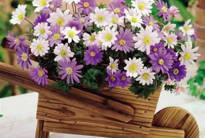 imagens jigsaw puzzle