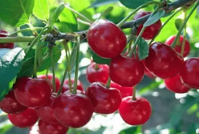 imagens jigsaw puzzle