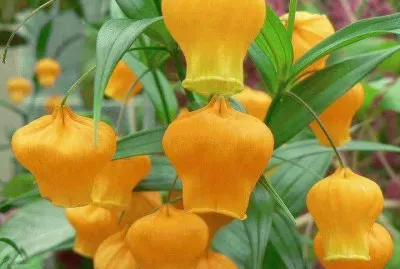 imagens jigsaw puzzle