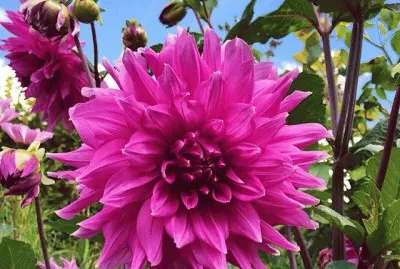 imagens jigsaw puzzle