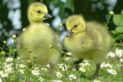 imagens jigsaw puzzle