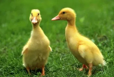 imagens jigsaw puzzle