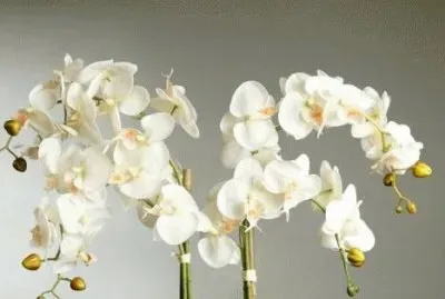 orquideas 3 jigsaw puzzle