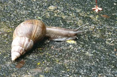 Caracol  (lesma) jigsaw puzzle