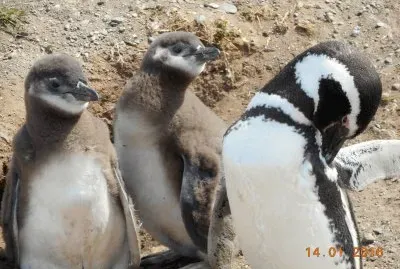 Pinguins de Magalhães