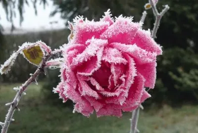 rosa escarchada