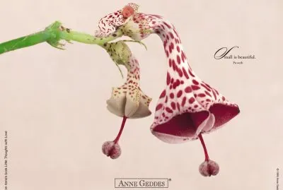 פאזל של boccioli