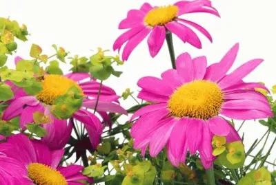 ×¤×¨×—×™×